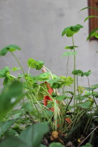 Cuộc chơi đánh&nbsp;lụi