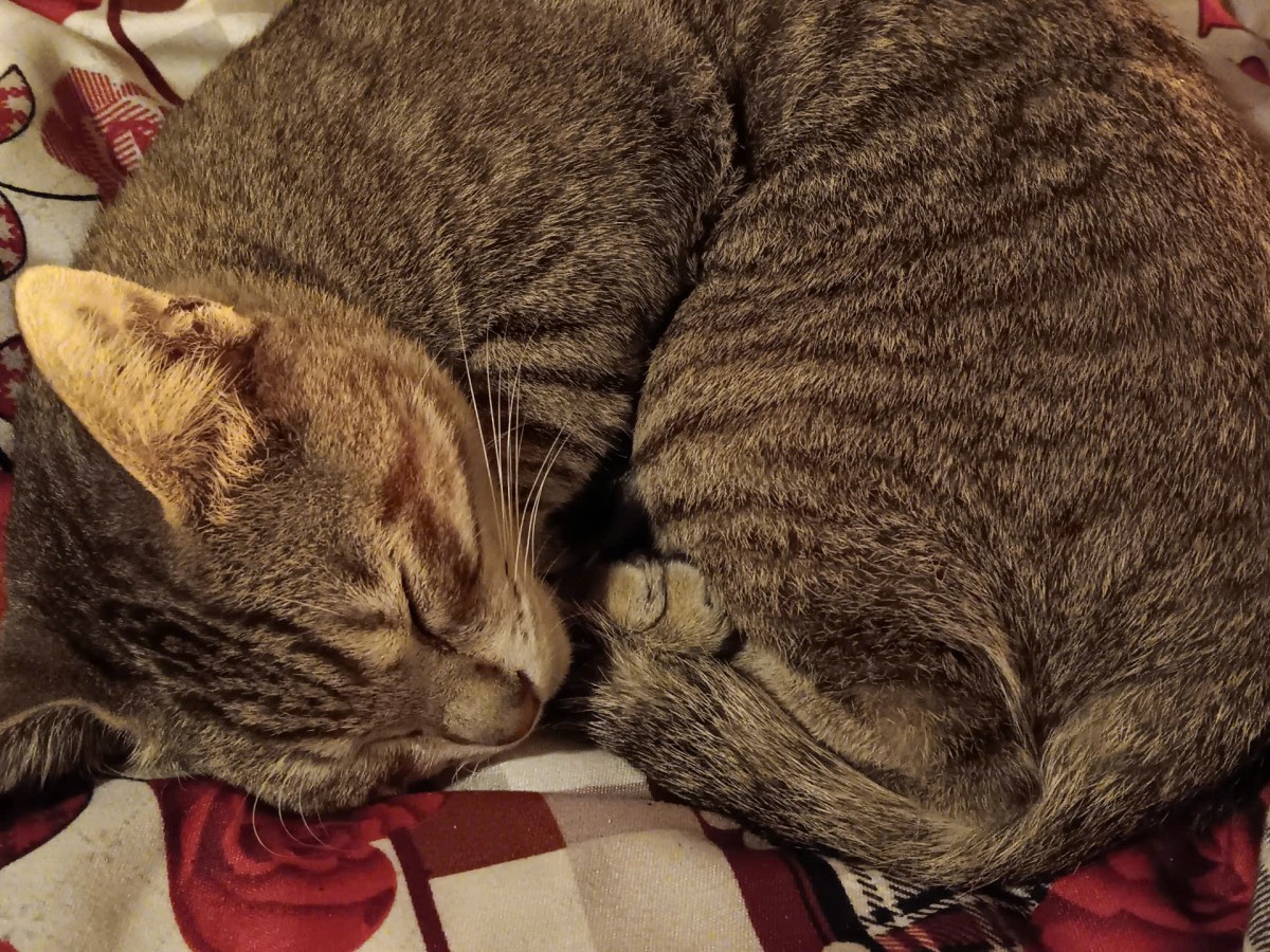 N2: Viết như thể không có ai nhìn | Series MỘT NĂM CUỐI ĐỜI&nbsp;MÌNH